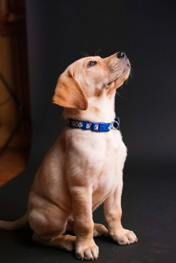 Comment les marques de produits de bien-être pour animaux de compagnie peuvent-elles se différencier grâce au marketing digital ?
